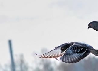 Білий голуб на підвіконні вікна: до чого прилетів птах