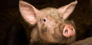 Значення сну: сняться свині великі жінці Сон свині у сараї