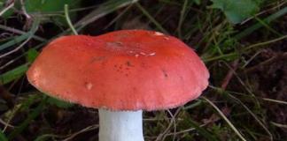 Чому гриб «сиріжка» так називається — походження назви