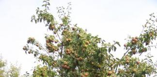 Яблучний компот на зиму Помутнів компот із яблук що робити