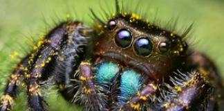 Види домашніх павуків та ефективні способи порятунку від них