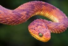 Simplu vis de interpretare a șarpelui