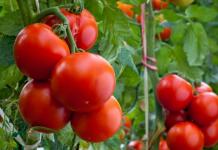 จามรี viroshuvati ชะเอม pomidori Viroshuєmo pomidori ในพื้นดิน