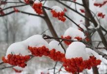 Meteorologi împotriva semnelor populare: a căror iarnă va fi caldă