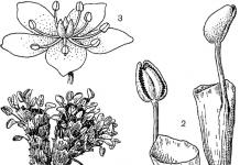 Numărul de plante din familia ranunculus 7 litere