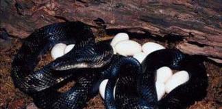 Ce plăcere pentru femei și bărbați să le fotografieze într-un șarpe negru de culoare neagră