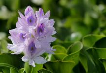 Plante Highlander: aterizare și îngrijire în Highlanders perene florale deschise