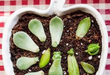 Cum să propagați plantele cu butași care se înmulțesc cu butași