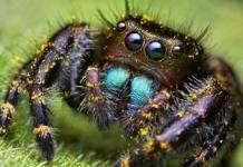 Tipuri de păianjeni de casă și modalități eficiente de a le trata